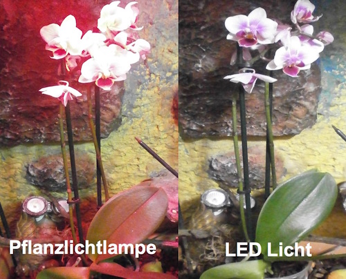 Licht für Pflanzen