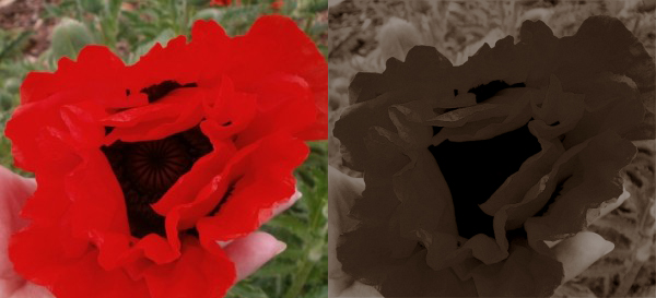 Rote Blume
